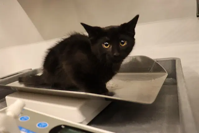 Unknown - Domestic Short Hair