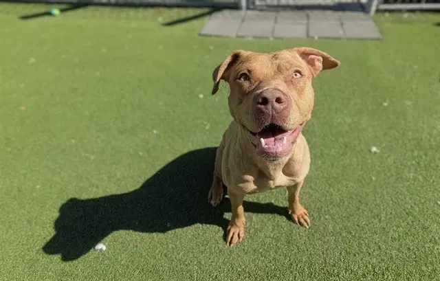 Unknown - Pit Bull Terrier