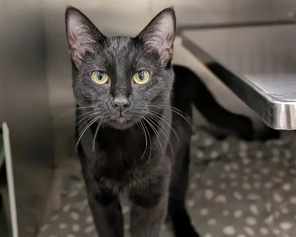 Milly Abs - Domestic Short Hair