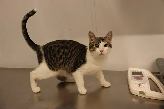 Fairy Abs - Domestic Short Hair