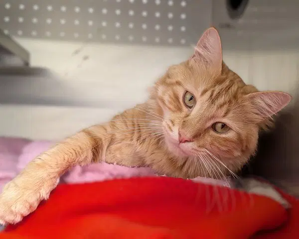 Cutie Abs - Domestic Medium Hair