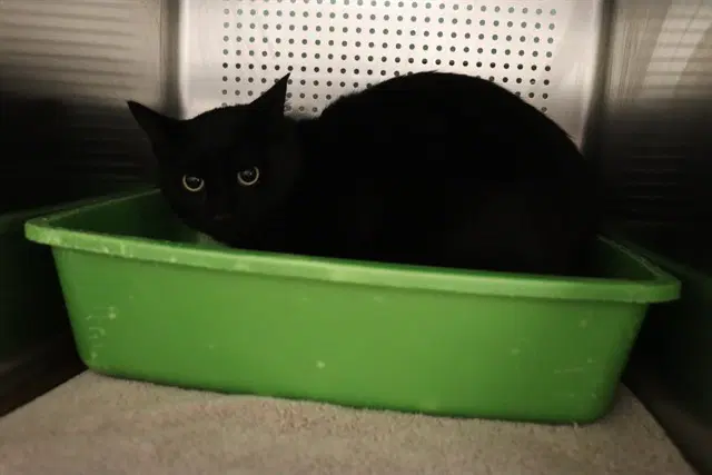 Thunder Abs - Domestic Short Hair