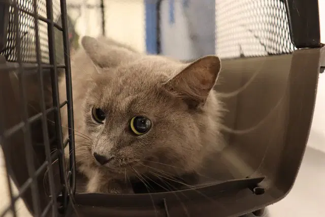 Unknown - Domestic Medium Hair