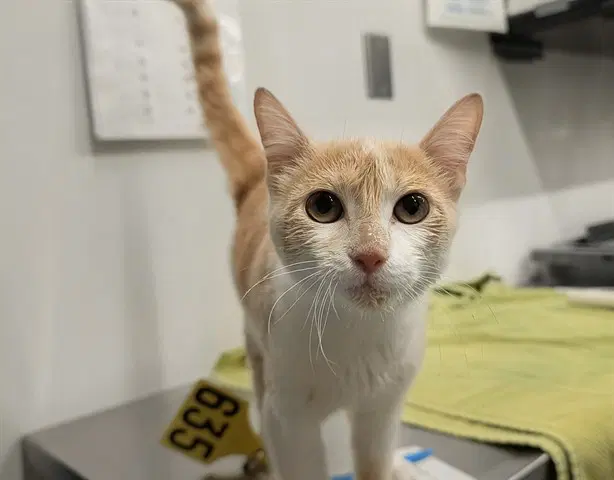 Unknown - Domestic Short Hair