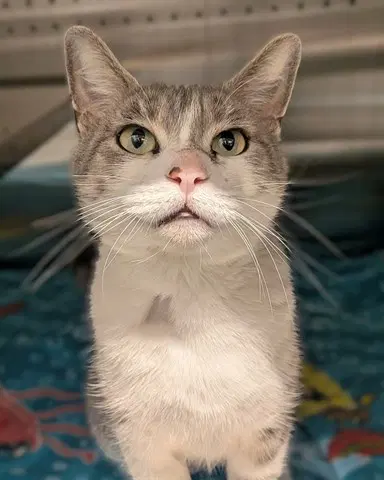 Unknown - Domestic Short Hair