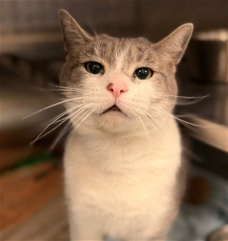 DOLLY (ASC) HIDDEN GEM, a cat for adoption from The City of Calgary Animal & Bylaw Services