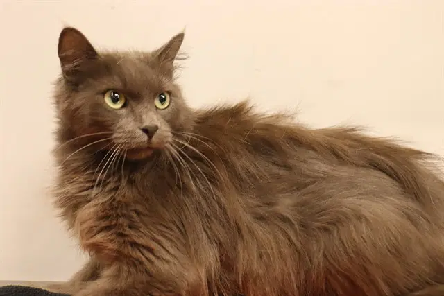 Unknown - Domestic Medium Hair