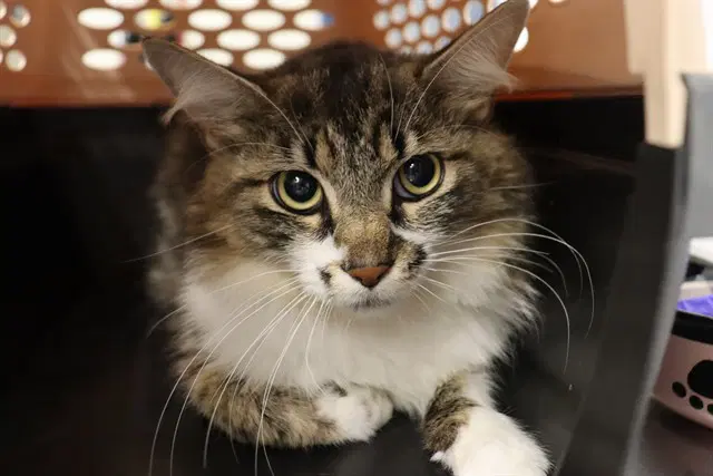 Unknown - Domestic Medium Hair