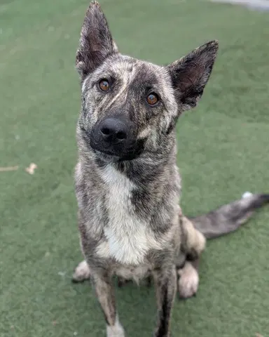 Unknown - Dutch Shepherd
