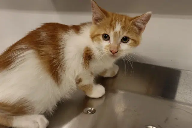 Unknown - Domestic Short Hair