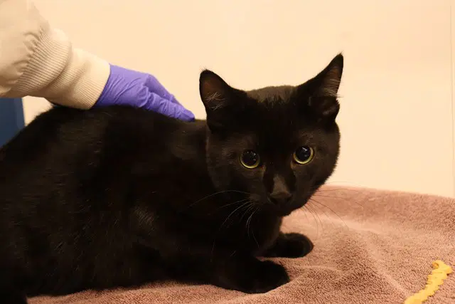 Unknown - Domestic Short Hair