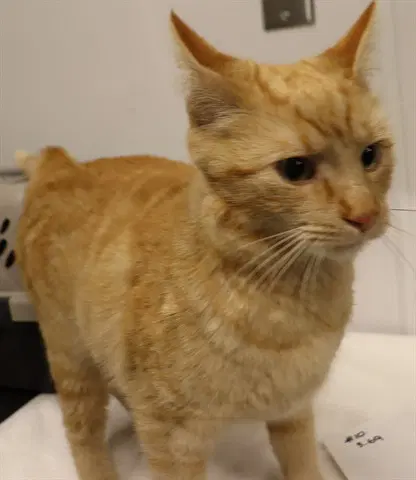 George Asc Hidden Gem - Domestic Short Hair