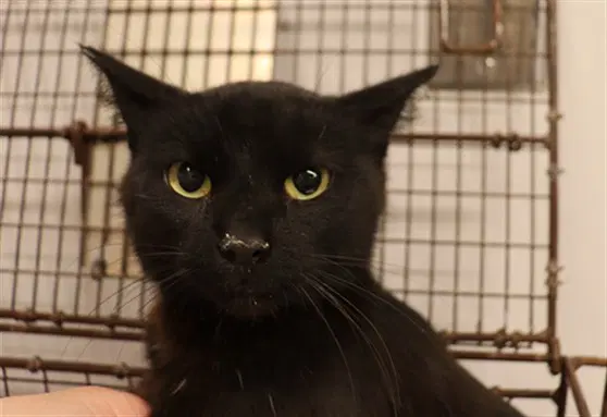 Unknown - Domestic Short Hair