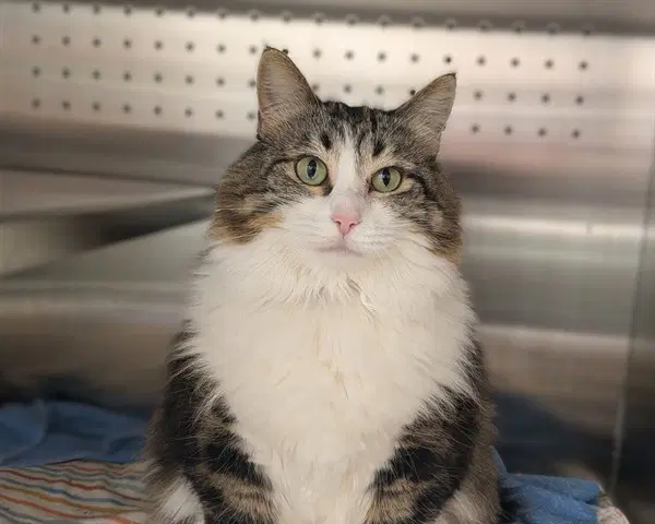 Muffin Abs - Domestic Medium Hair