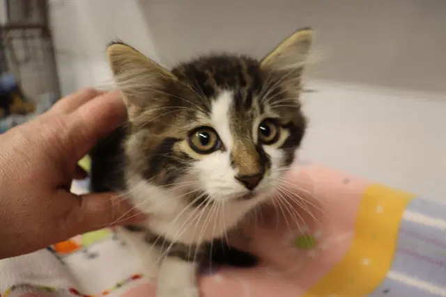 Timbit Asc - Domestic Medium Hair