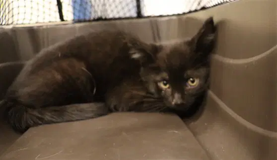 Latte Asc - Domestic Medium Hair
