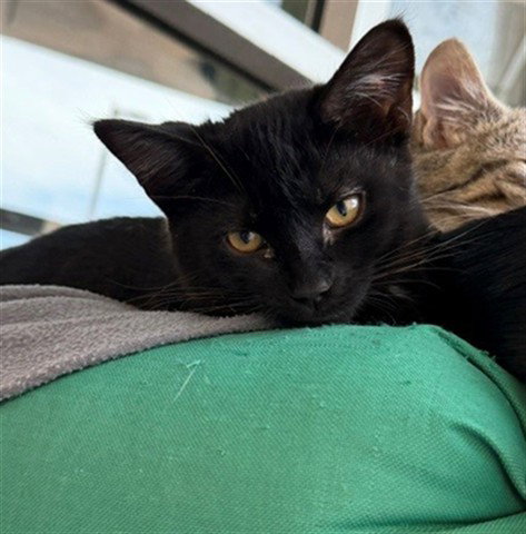 LATTE (ASC) HIDDEN GEM, a cat for adoption from The City of Calgary Animal & Bylaw Services