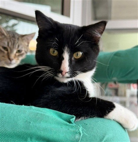 PINOCCHIO (ASC), a cat for adoption from The City of Calgary Animal & Bylaw Services