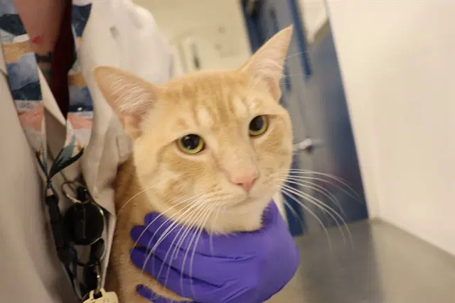Earl Asc - Domestic Short Hair