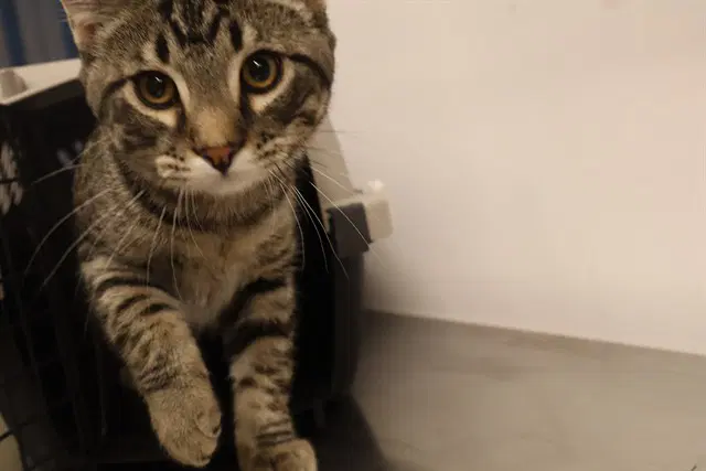 Bert Asc - Domestic Short Hair