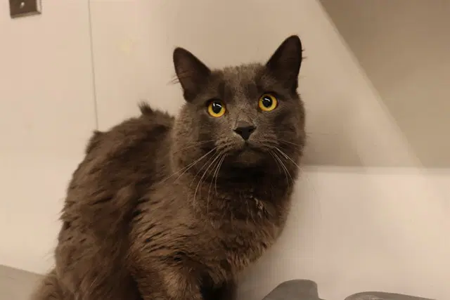 Dorian Asc - Domestic Medium Hair