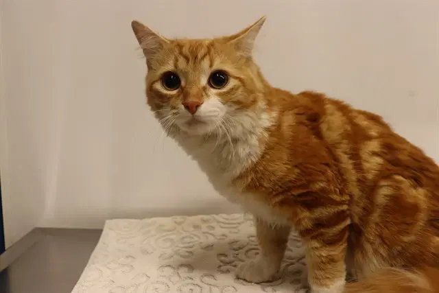 Trooper Asc - Domestic Medium Hair