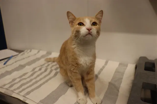 Unknown - Domestic Short Hair