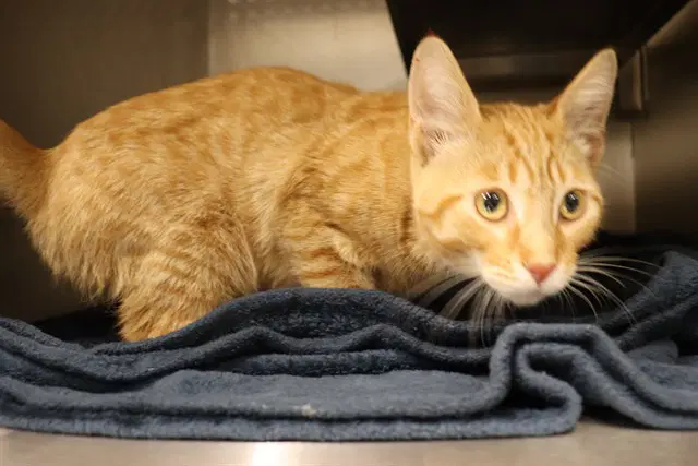 Unknown - Domestic Short Hair