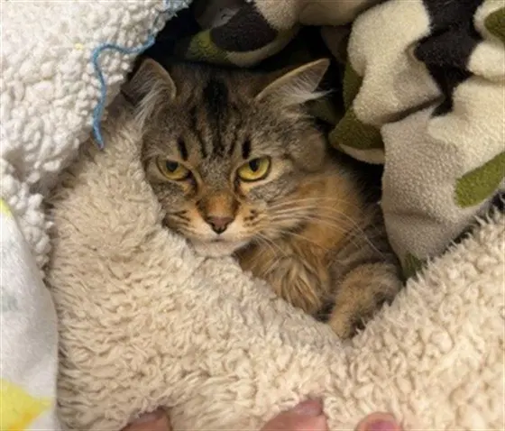 Donut Asc - Domestic Medium Hair