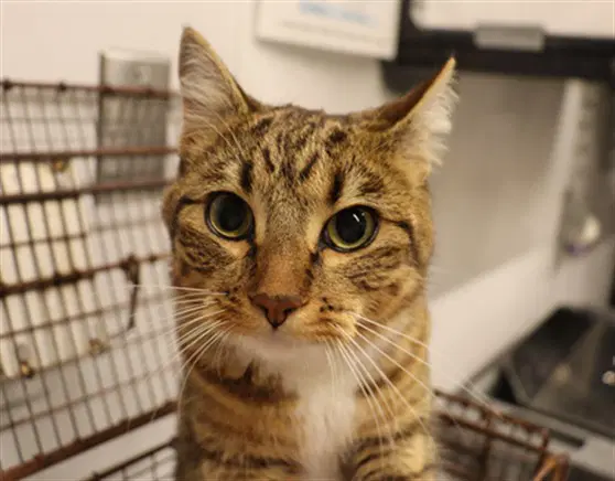 Unknown - Domestic Short Hair