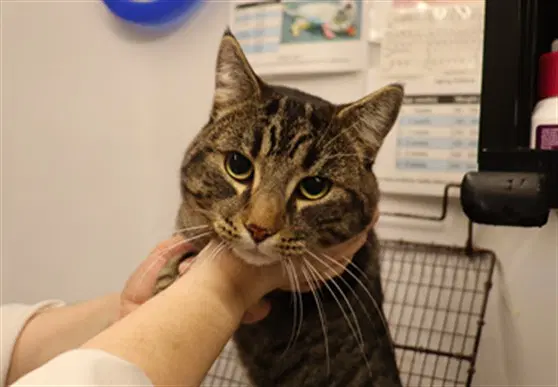 Henry Abs - Domestic Short Hair