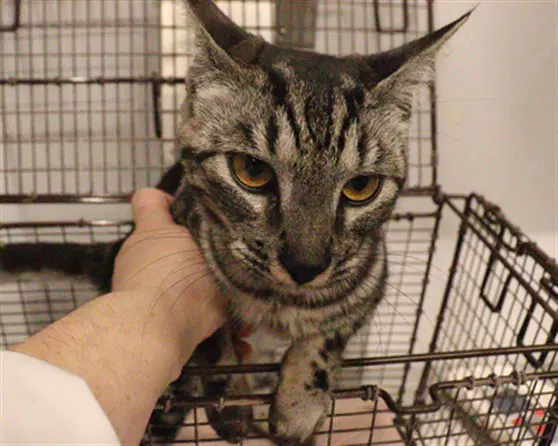 Unknown - Domestic Short Hair