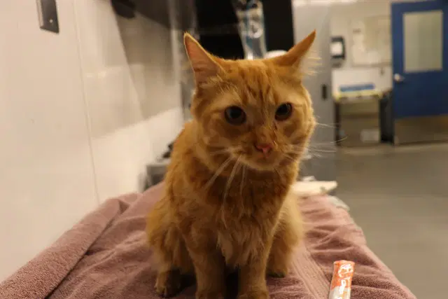 Unknown - Domestic Medium Hair