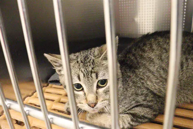 Unknown - Domestic Short Hair