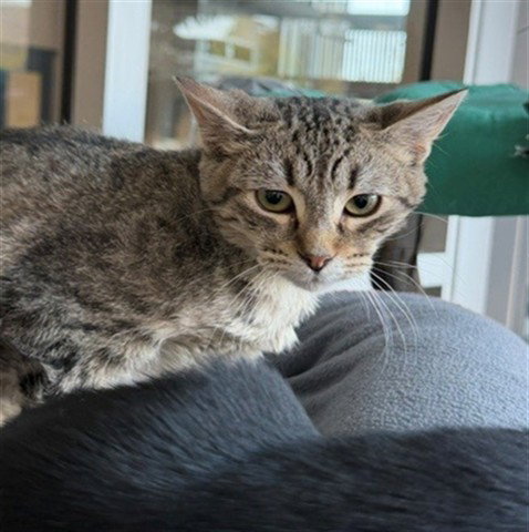TAZ (ASC), a cat for adoption from The City of Calgary Animal & Bylaw Services