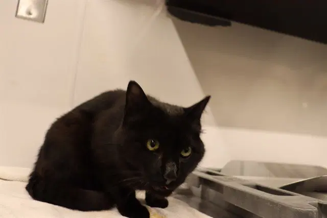 Unknown - Domestic Short Hair
