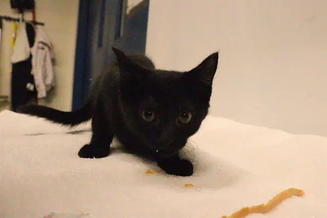 Unknown - Domestic Short Hair