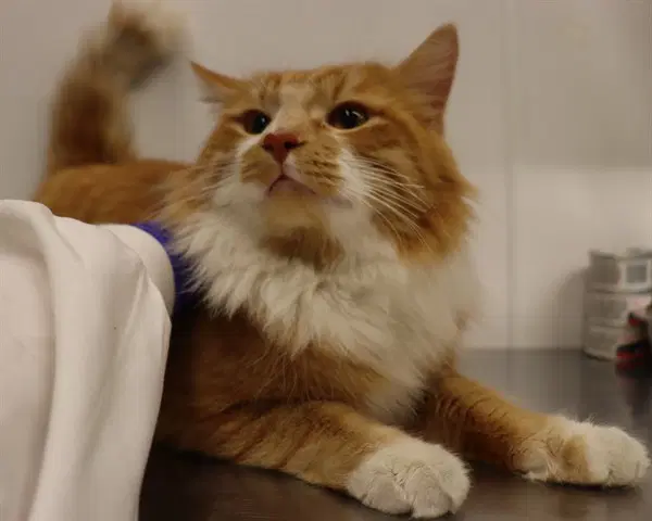 Unknown - Domestic Medium Hair