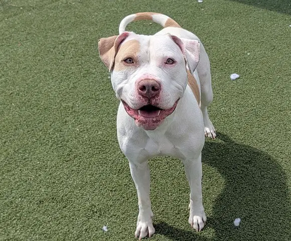 Unknown - Pit Bull Terrier