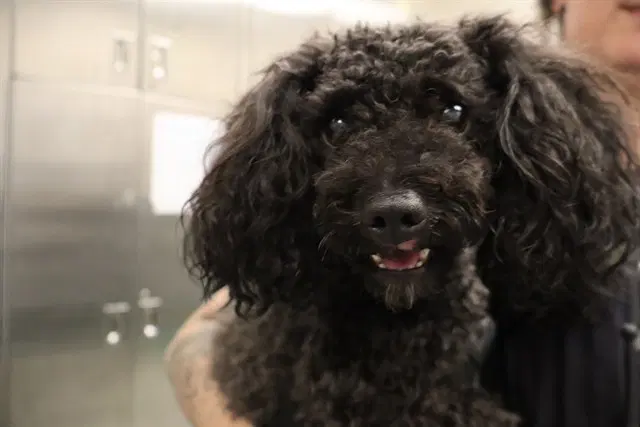 Unknown - Poodle (Toy)