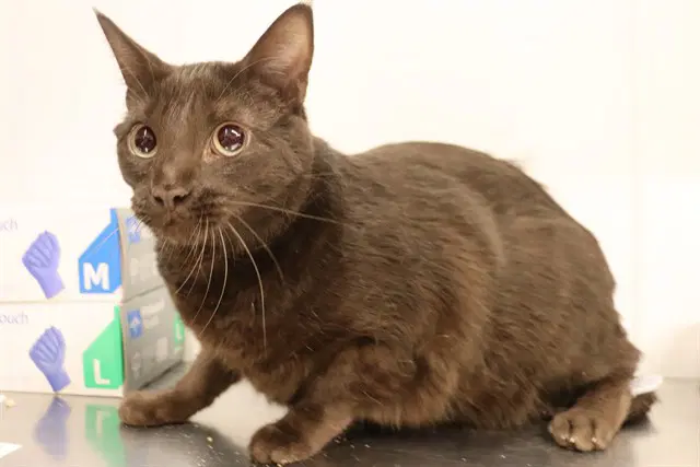 Unknown - Domestic Short Hair