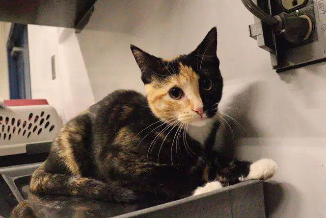 Unknown - Domestic Short Hair
