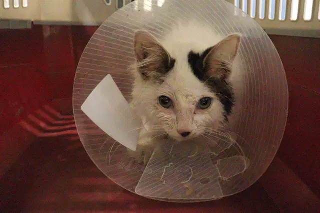 Unknown - Domestic Medium Hair