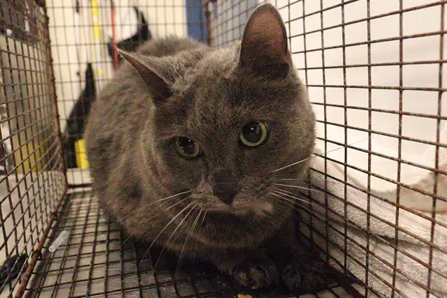 Unknown - Domestic Short Hair