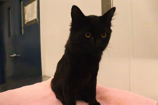 Unknown - Domestic Medium Hair