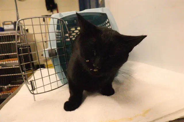 Unknown - Domestic Short Hair