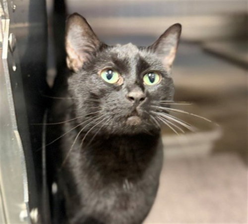 DARLING (ASC), a cat for adoption from The City of Calgary Animal & Bylaw Services