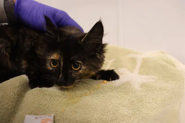 Unknown - Domestic Medium Hair
