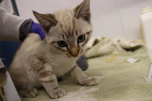 Green Collar - Siamese