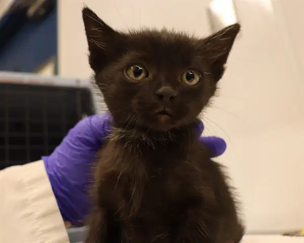 Yellow Collar - Domestic Short Hair